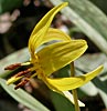 trout lily