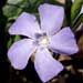 periwinkle