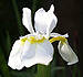 white iris