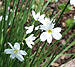 white eyed grass