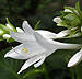 white hosta