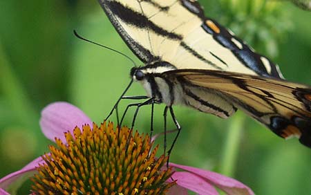 tiger swallowtail