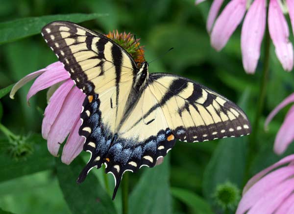 tiger swallowtail