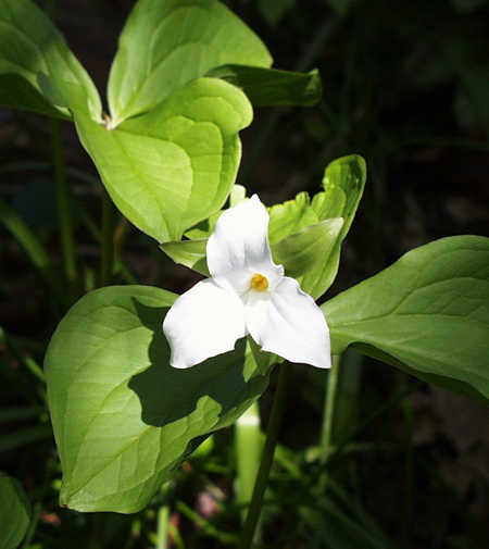 white trillium