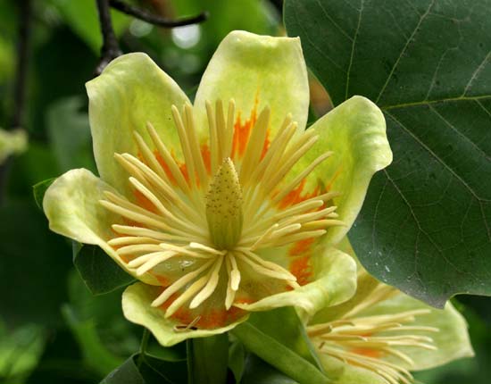 tulip poplar