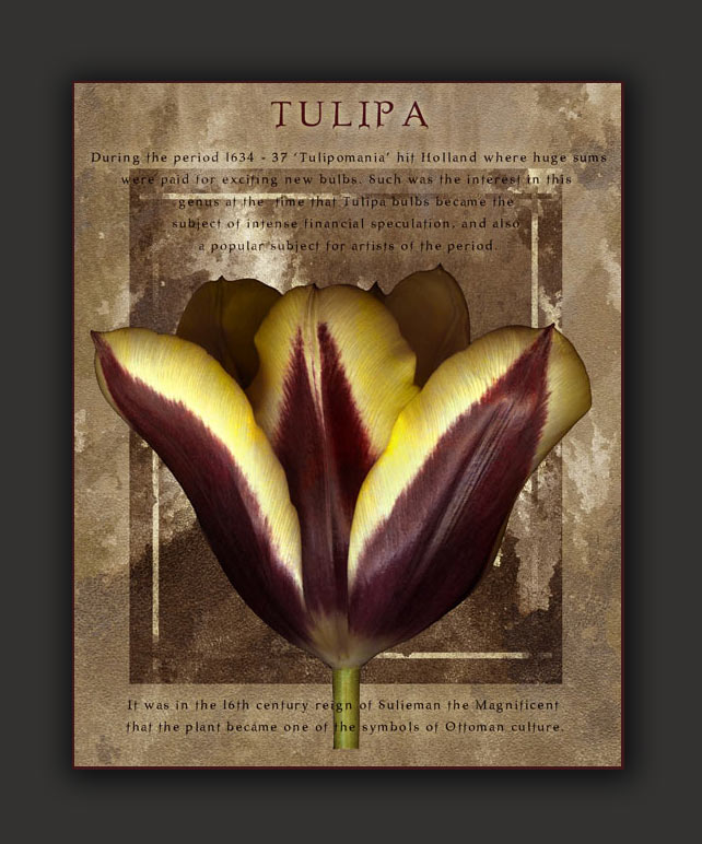 tulip