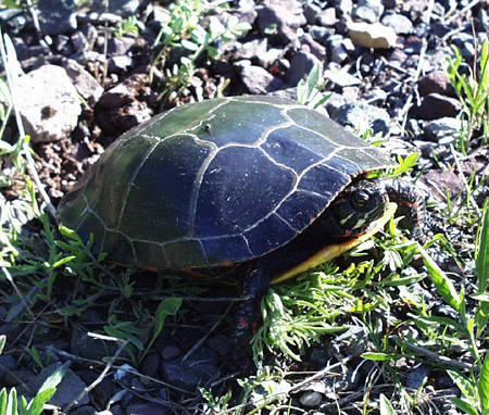 painted turtle