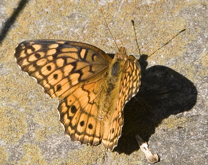 fritillary