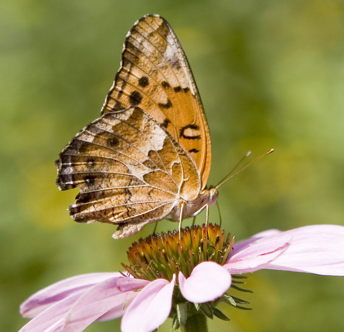 fritillary