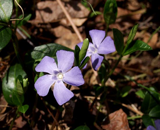 periwinkle