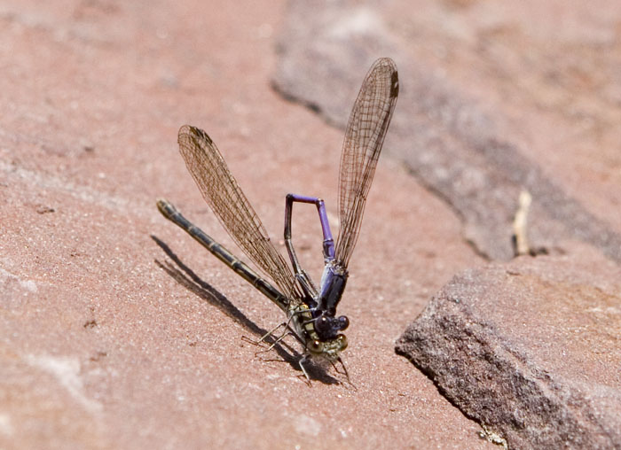 violet dancer