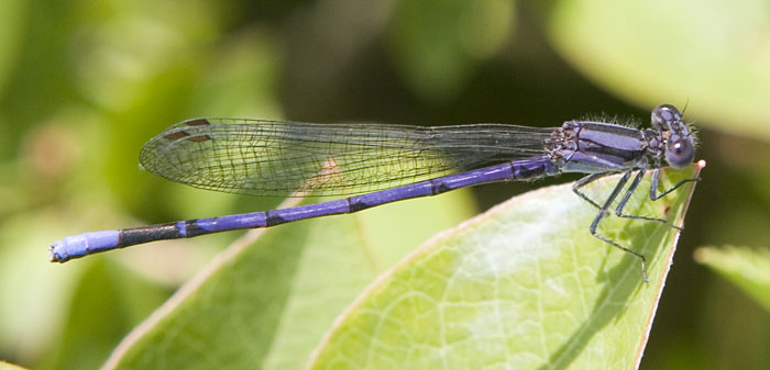 violet dancer