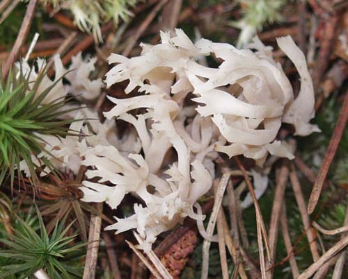 white coral fungus