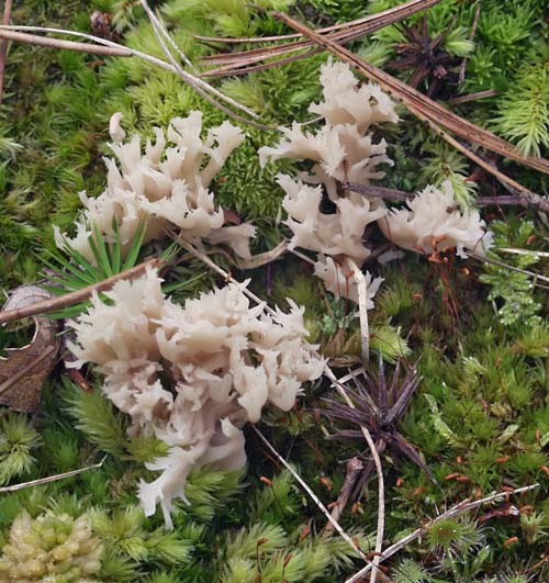 white coral fungus