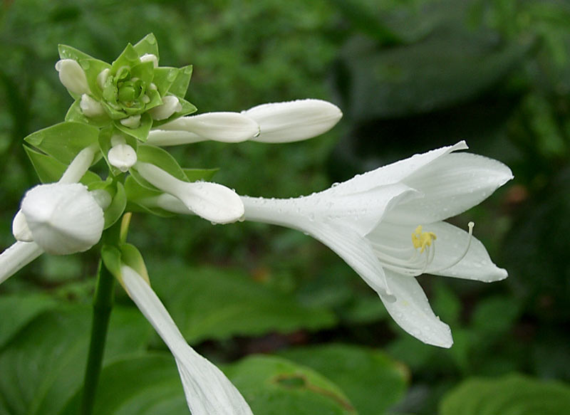 hosta plantaginea