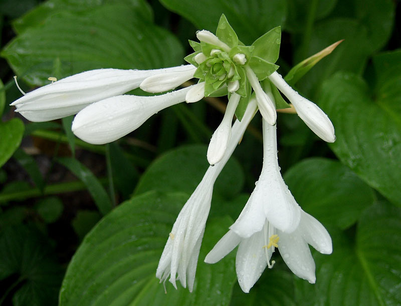 hosta plantaginea