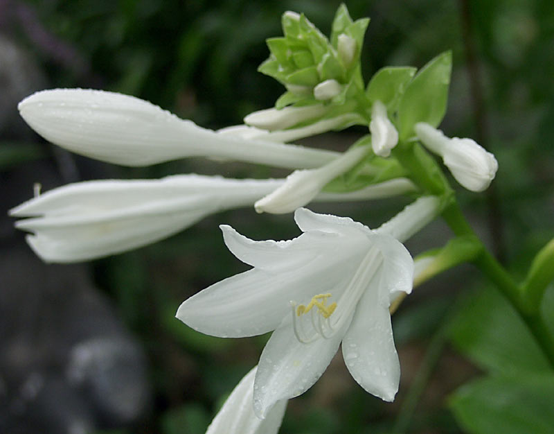 hosta