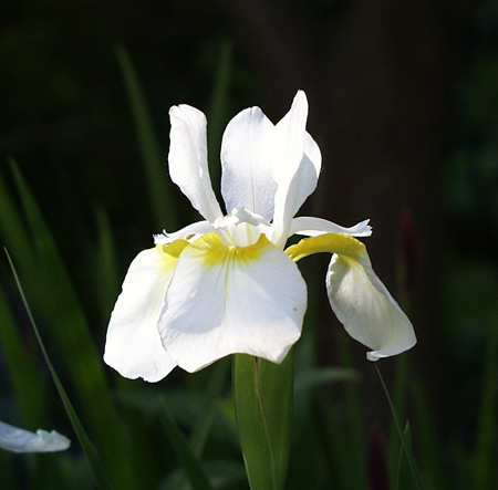 white iris