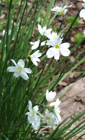 sisyrinchium