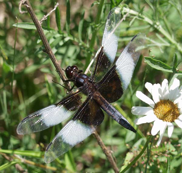 widow skimmer