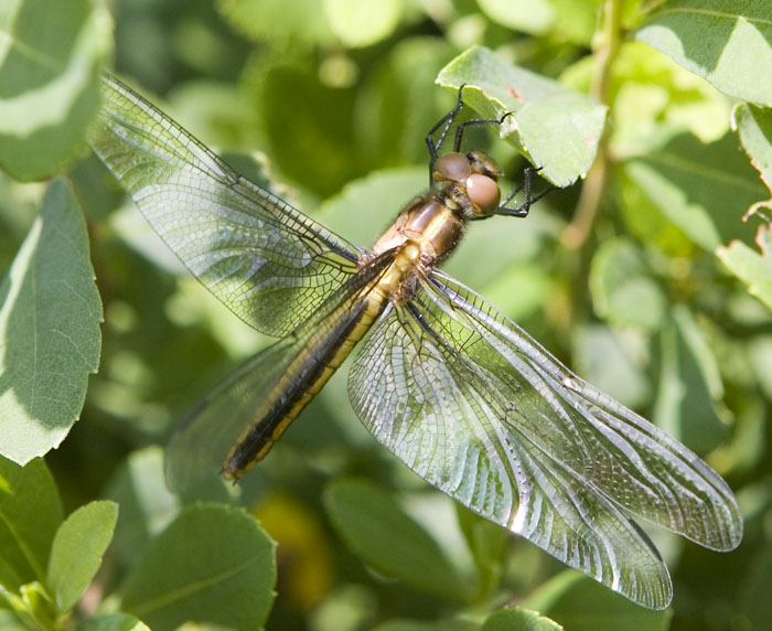 widow skimmer