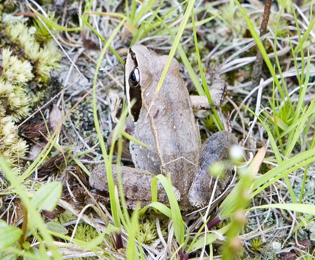 wood frog