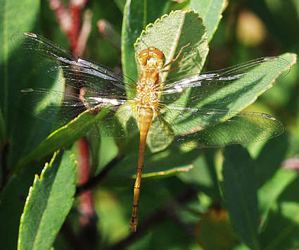 yellow dragonfly