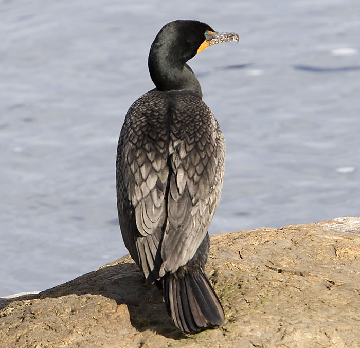 cormorant2893