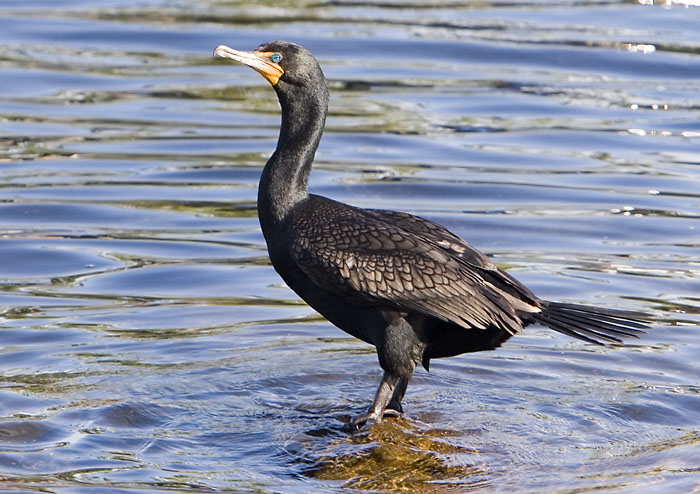 cormorant2910