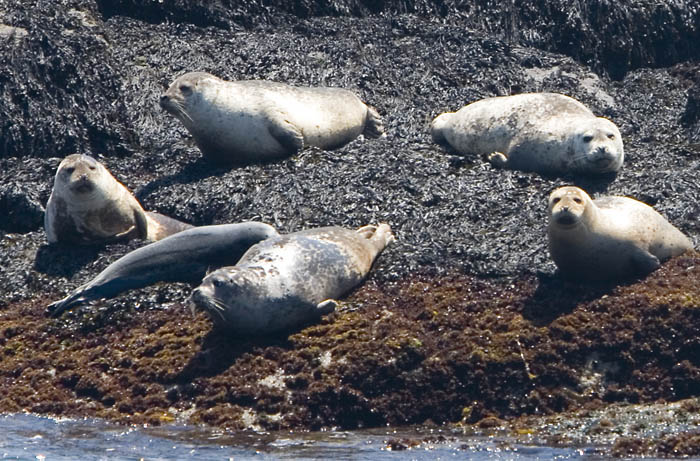 harborseals2828