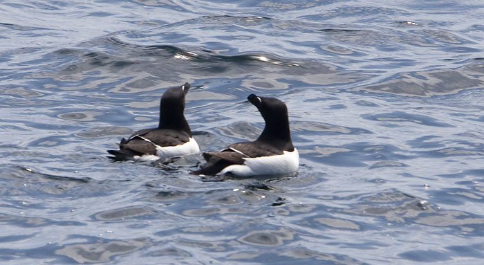 razorbills2794