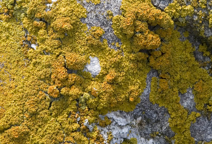 yellowlichen2721