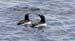 razorbills2794