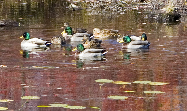 gal1mallards818